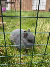Otis im laufstall