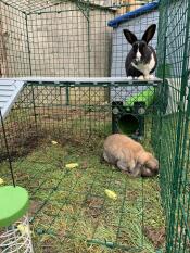 Nibbles und clover genießen ihren Omlet auslauf! 