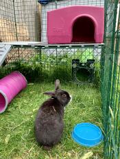 Nibbles genießt seinen Zippi lauf! 
