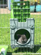 Löwenmäulchen