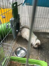 Lilly beim verlassen des tunnelsystems.