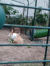 Rocky und sarih lieben den Tunnel vom Stall zum Outdoorgehege