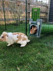 Endloser spaß für unsere kaninchen und meerschweinchen!
