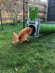 Unsere kaninchen lieben die tunnel!