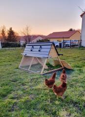 Drei hühner, die bereit sind, sich für die nacht in ihren holzstall Go zurückzuziehen