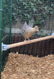 Ein kleines huhn Disco, das auf der sitzstange seines geheges sitzt