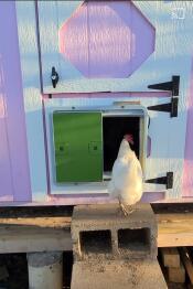 Ein huhn Goin ihrem stall durch eine grüne automatische stalltür
