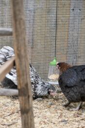 Flora und serena (marans, orpington) mit ihrem knabberspielzeug