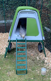 Ein kleines huhn Goauf der leiter seines hühnerstalls