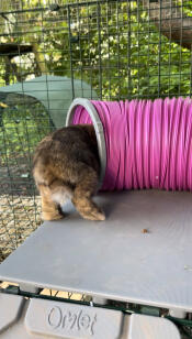 Schon verschwindet Daisy im Tunnel 