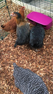 Bei diesem Eglu Cube futterhaus ist viel platz für die mädchen zum teilen! 