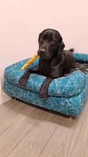 Ich liebe den doodle-hundeaufdruck!