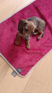 Tina auf dem cover Omlet