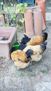 Meine Hühner mögen diese Tiertränke !