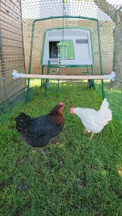 Zwei hühner in einem hühnerstall mit einer zusätzlichen sitzstange
