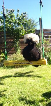 Ein schwarz-weißes huhn auf einer hühnerschaukel