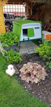 Ein grüner Eglu Cube hühnerstall mit einem weißen huhn außerhalb des stalls