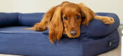 Roter Cocker Spaniel schaut entspannt vom dunkelblauen Polsterbett für Hunde