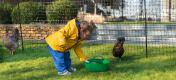 Ein Mädchen füttert Hühner, die sich in ihrer Omlet Hühnerumzäunung frei bewegen können.