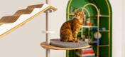 Katze auf Freestyle boden bis zur decke kratzbaum kissen plattform