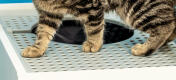 Katze auf Maya katzenklo gitterplattform