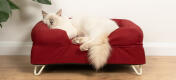 Süße weiße Katze sitzt auf einem bordeauxfarbenen Memory Foam Katzensofa mit weißen Haarnadelfüßen
