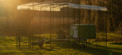 Eglu Cube Hühnerstall in einem begehbaren Gehege mit Klarsicht-Cover und einem Sonnenuntergang im Hintergrund