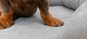 Nahaufnahme von Hundepfoten auf dem Omlet Memory-Foam-Hundesofa