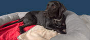Roger der Labrador liebt es, sich mit seiner Decke in Weihnachtsstern-Rot in sein großes Polsterbett zu kuscheln.