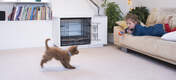 Experten sind sich einig, dass die Verwendung einer Hundebox die schnellste und zuverlässigste Methode des Welpen-Trainings ist