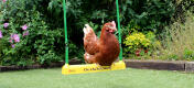 Ein Gingernut Ranger sitzt auf der 'Chicken swing' Hühnerschaukel im Garten