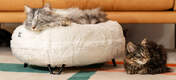 Katze ruht auf dem Luxurious soft donut katzenbett in Snowball weißer farbe mit schwarzen metall-haarnadel-designerfüßen