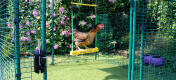 Ein Miss Pepperpot Huhn auf seiner 'Chicken Swing' im begehbaren Hühnergehege