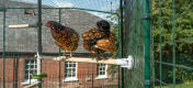 Zwei hühner hocken auf dem Poletree hühnerunterhaltungssystem, das mit dem Omlet hühnerauslauf verbunden ist