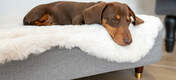 Wählen Sie aus einer Reihe von Füßen, um das Bett Ihres Hundes anzuheben und es noch eleganter zu gestalten. Passend zum Rest der Einrichtung!