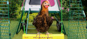 Ein Miss Pepperpot Huhn sitzt vor seinem Eglu Go UP Hühnerstall auf einer 'Chicken Swing' Schaukel