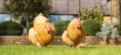 Zwei goldfarbene Hennen in einer Hühnerumzäunung.