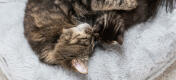 Eine Katze und ihr Junges entspannen sich auf dem luxuriösen, weichen Donut-Katzenbett