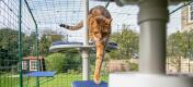 Katze klettert den Freestyle kratzbaum im freien in einem catio im garten hinunter