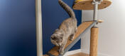 Cat on Freestyle indoor-kratzbaum mit austauschbarem sisal, vom boden bis zur decke