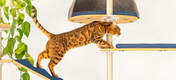 Katzenklettern Freestyle indoor-kratzbaum vom boden bis zur decke