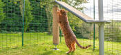 Eine Katze benutzt im Outdoor Katzengehege den Kratzbaum des Freestyle Outdoor Kletterbaums