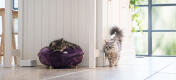 Katzen in einer küche, eine von ihnen schläft in einem feigen lila weichen Maya donut-katzenbett