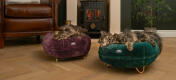 Katzen im wohnzimmer schlafen in der qualität feige lila und pfau grün donut katzenbett