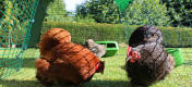 Bantam Hennen im geräumigen Eglu Go Auslauf