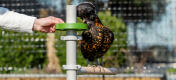 Ein Huhn frisst aus der Leckerlischale für das Sitzstangensystem, die mit Leckerbissen gefüllt ist