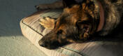 Nahaufnahme eines Deutschen Schäferhundes auf einem komfortablen großen Hundekissen von Omlet