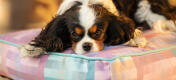 Ein hund liegt auf dem prismen-kaleidoskop-kissen-hundebett
