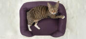 Von oben aufgenommene Katze, die auf einem pflaumenfarbenen Memory Foam Katzensofa liegt