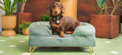 Brauner dackel auf hellgrünem nackenrollen-hundebett aus Omlet